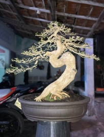 Orange jasmine bonsai tree