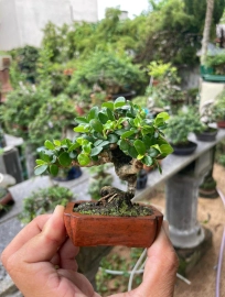 Antidesma acidum super mini tree