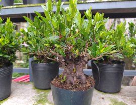 Red Ixora trees