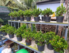 Red Ixora trees