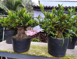 Red Ixora trees