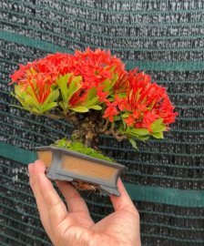 Red Ixora mini tree with full flowers