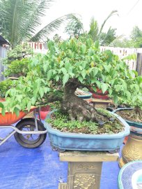 Star fruit tree