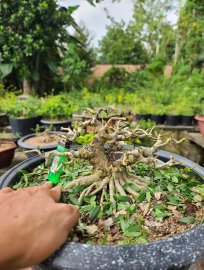 Giao lưu 1 em linh sam sông hinh lùn lực đế đều