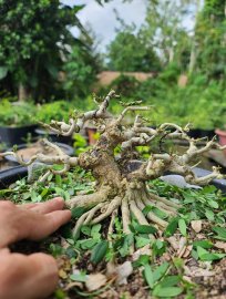 Giao lưu 1 em linh sam sông hinh lùn lực đế đều
