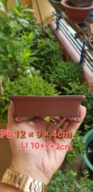 Bigei chất lượng cho ACE bonsai 1.868k