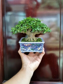 Vietnamese water jasmine mini bonsai artwork