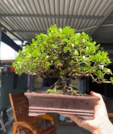 Scopolia nana bonsai tree