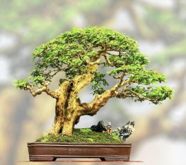 Sơn trà Bonsai đẹp ạ❤️