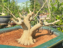 Vietnamese blue bell tree