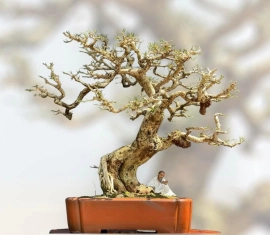 Lovely bonsai artwork