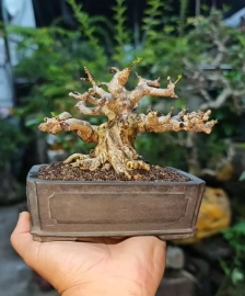 Vietnamese water jasmine mini tree