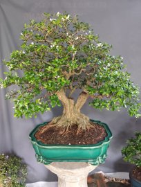 Vietnamese blue bell tree with white flowers