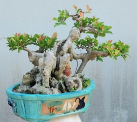 Red ficus tree