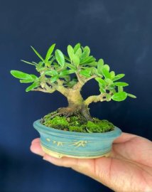 Scopolia nana super mini tree