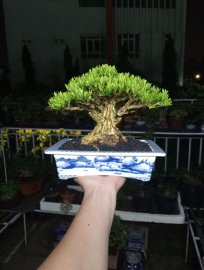 Hoàng dương bonsai