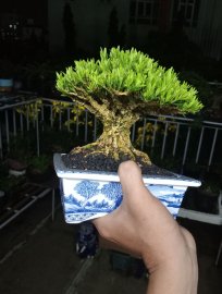 Buxus bonsai tree