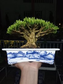 Buxus bonsai tree