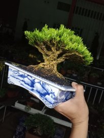 Buxus bonsai tree