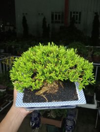 Buxus bonsai tree