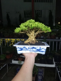 Buxus bonsai tree