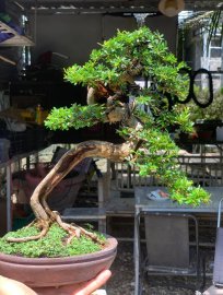 Vietnamese blue bell mountain tree grafted 86
