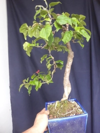 Bougainvillea tree