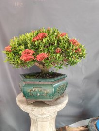 Red Ixora tree