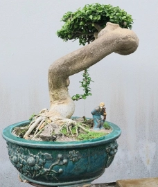 Streblus asper Lour bonsai tree