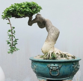 Streblus asper Lour bonsai tree