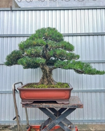 Budist pine bonsai tree