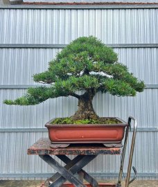 Budist pine bonsai tree