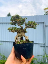 Antidesma acidum mini tree