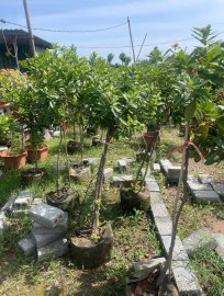 Red Ixora trees, inventory sale