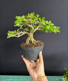 Linh sam mini đế đẹp #430k bao ship