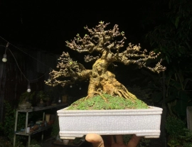 Vietnamese water jasmine bonsai tree