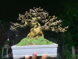 Vietnamese water jasmine bonsai tree