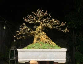 Vietnamese water jasmine bonsai tree