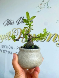 Scopolia nana mini tree