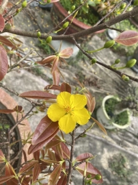 Yellow apricot tree