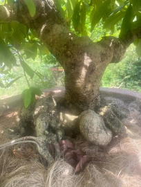 Yellow apricot tree