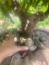 Yellow apricot tree