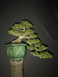 15 bonsai trees in my collection