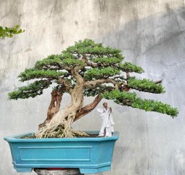 15 bonsai trees in my collection