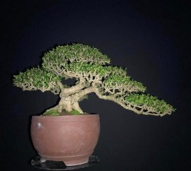 15 bonsai trees in my collection