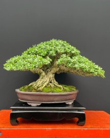 15 bonsai trees in my collection