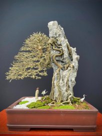 15 bonsai trees in my collection