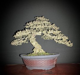 15 bonsai trees in my collection