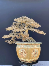 15 bonsai trees in my collection