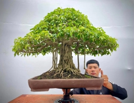 15 bonsai trees in my collection